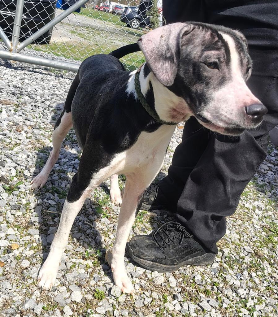 Enlarge Belle, a Adopted mixed breed in Murray, KY image 2/2