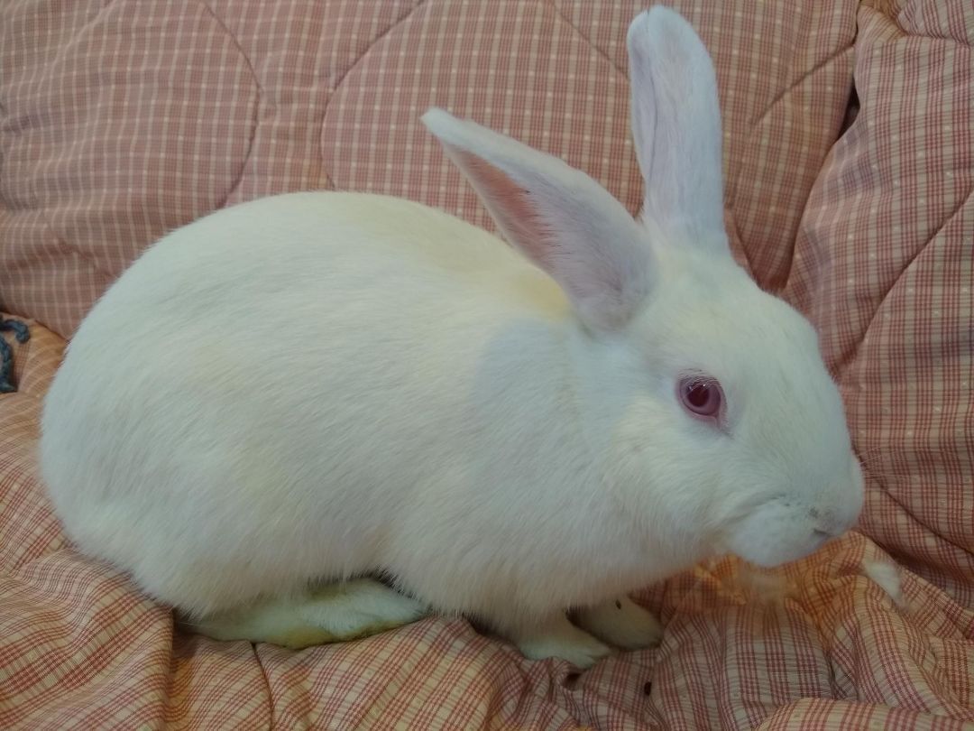 Suzie (Bonded with Paloma), a Adoptable mixed breed in Washington, DC image 3/5