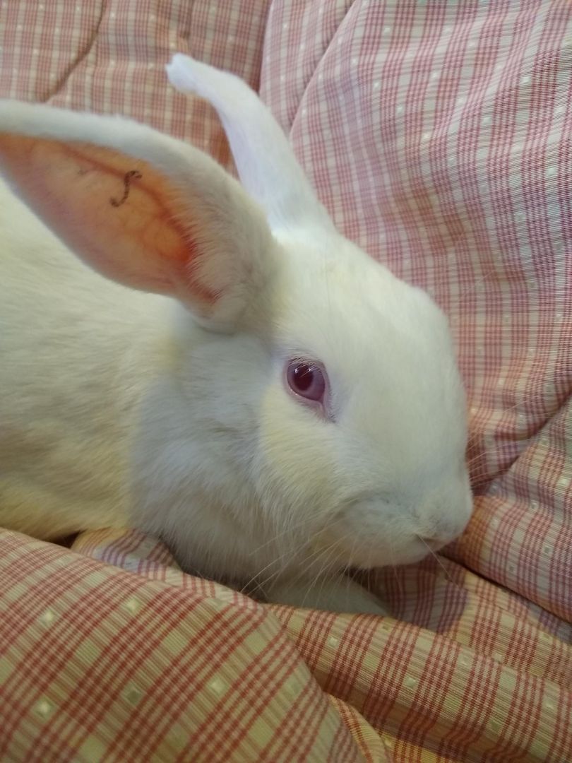 Suzie (Bonded with Paloma), a Adoptable mixed breed in Washington, DC image 4/5