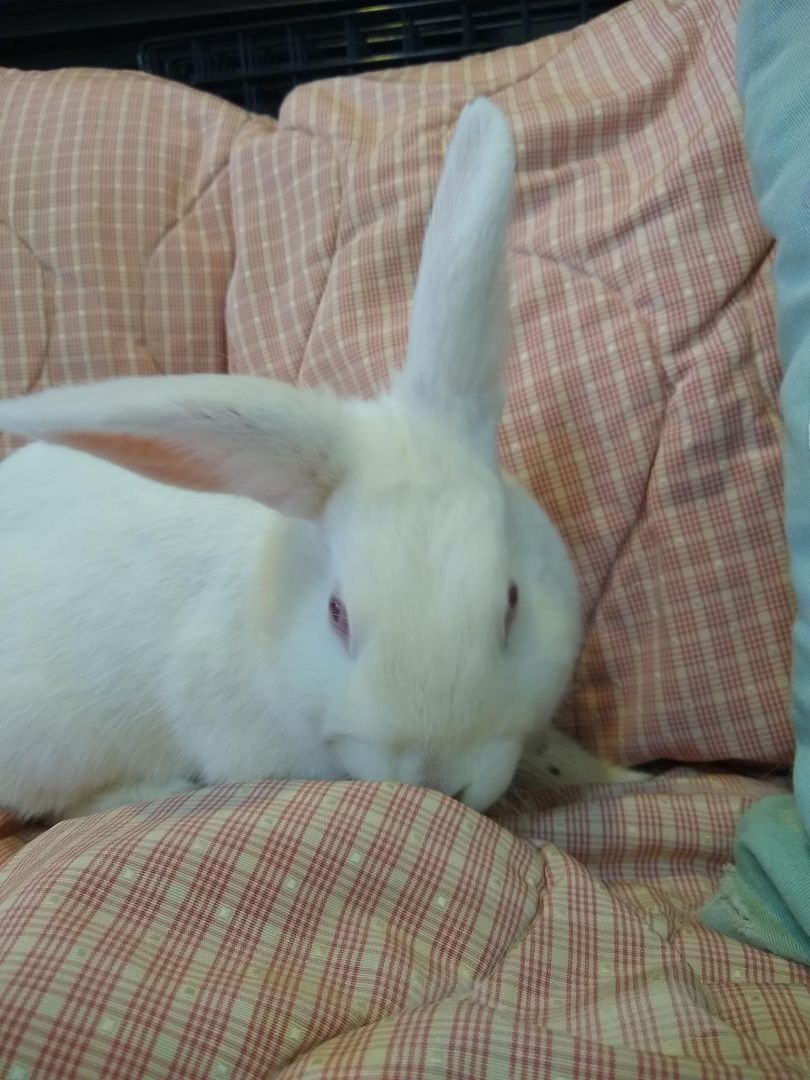 Suzie (Bonded with Paloma), a Adoptable mixed breed in Washington, DC image 5/5