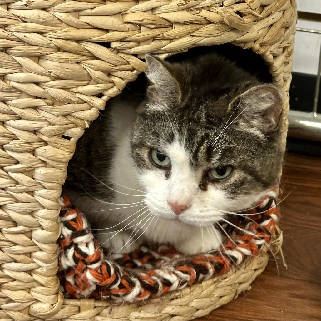 Kiki, Adoptable, Senior Female Domestic Short Hair.