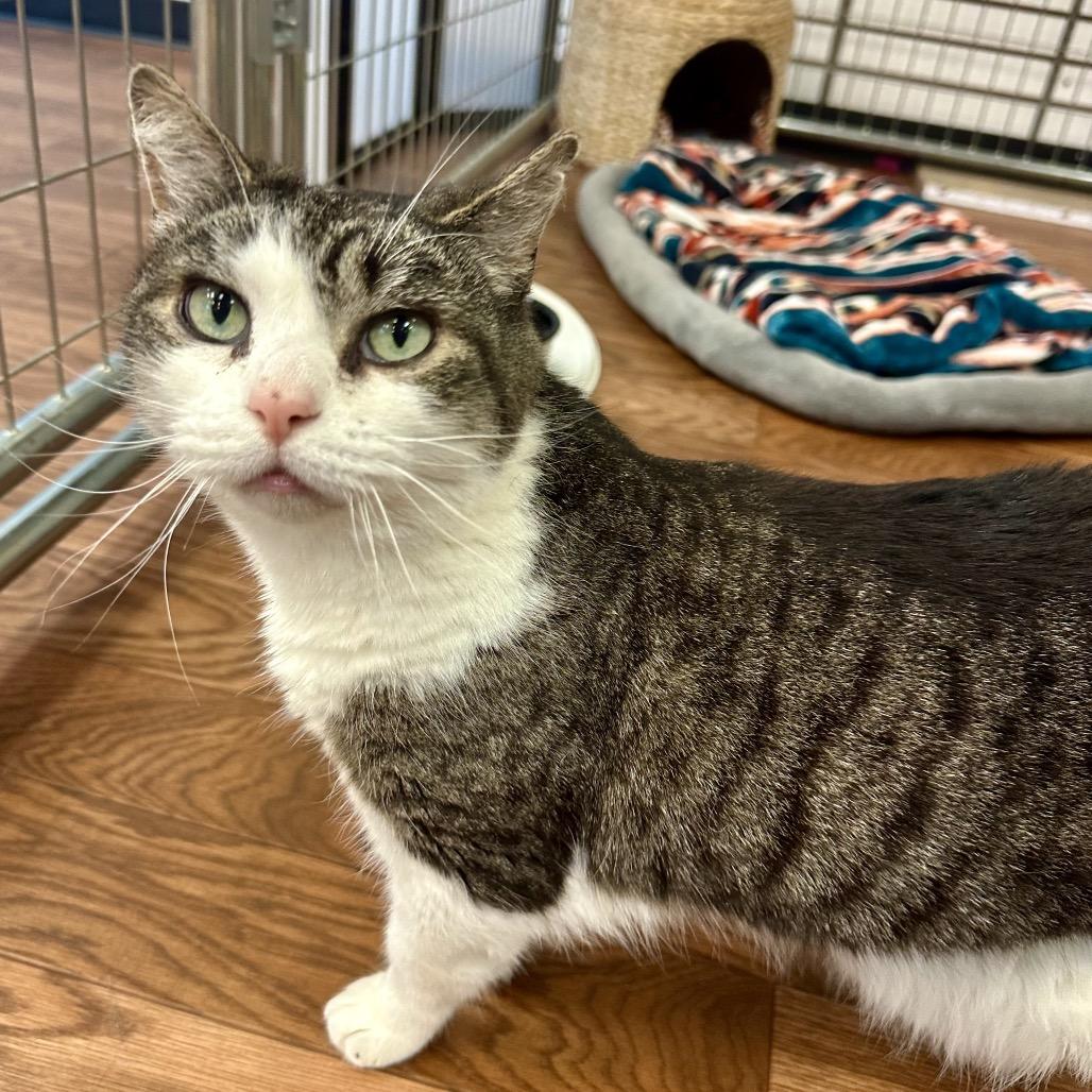 Enlarge Kiki, a Adoptable Domestic Short Hair in Saratoga Springs, NY image 2/6