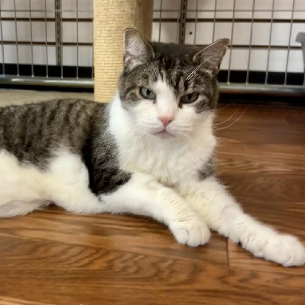 Enlarge Kiki, a Adoptable Domestic Short Hair in Saratoga Springs, NY image 3/6