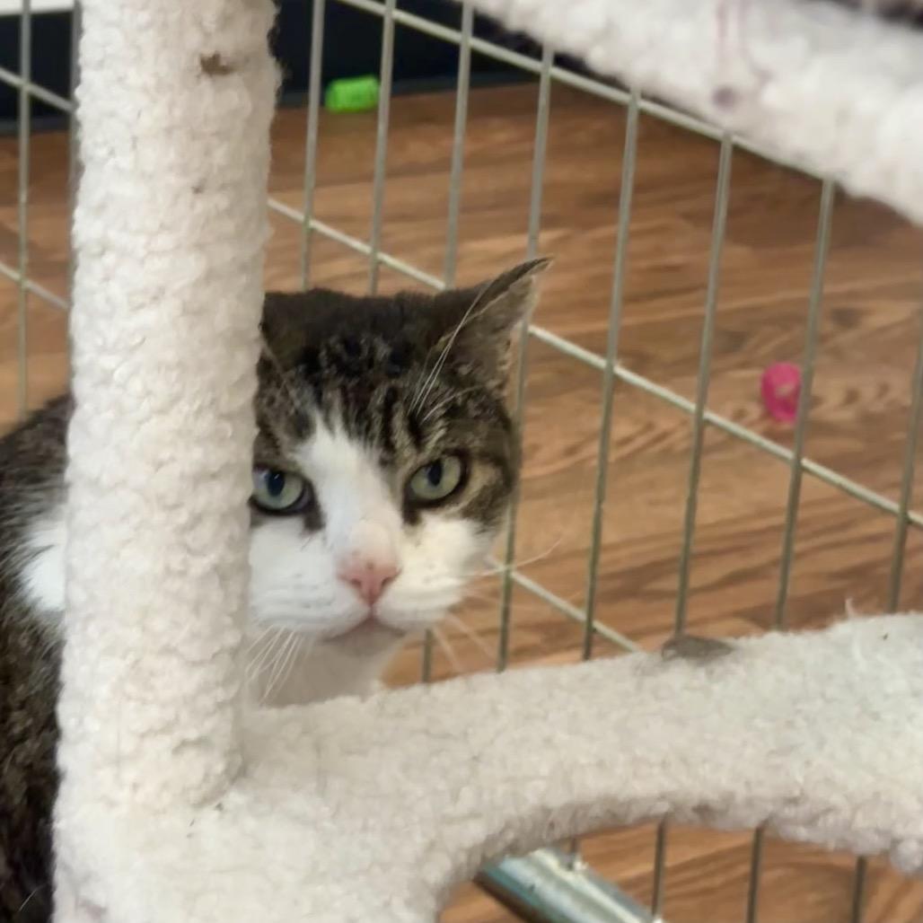 Enlarge Kiki, a Adoptable Domestic Short Hair in Saratoga Springs, NY image 4/6