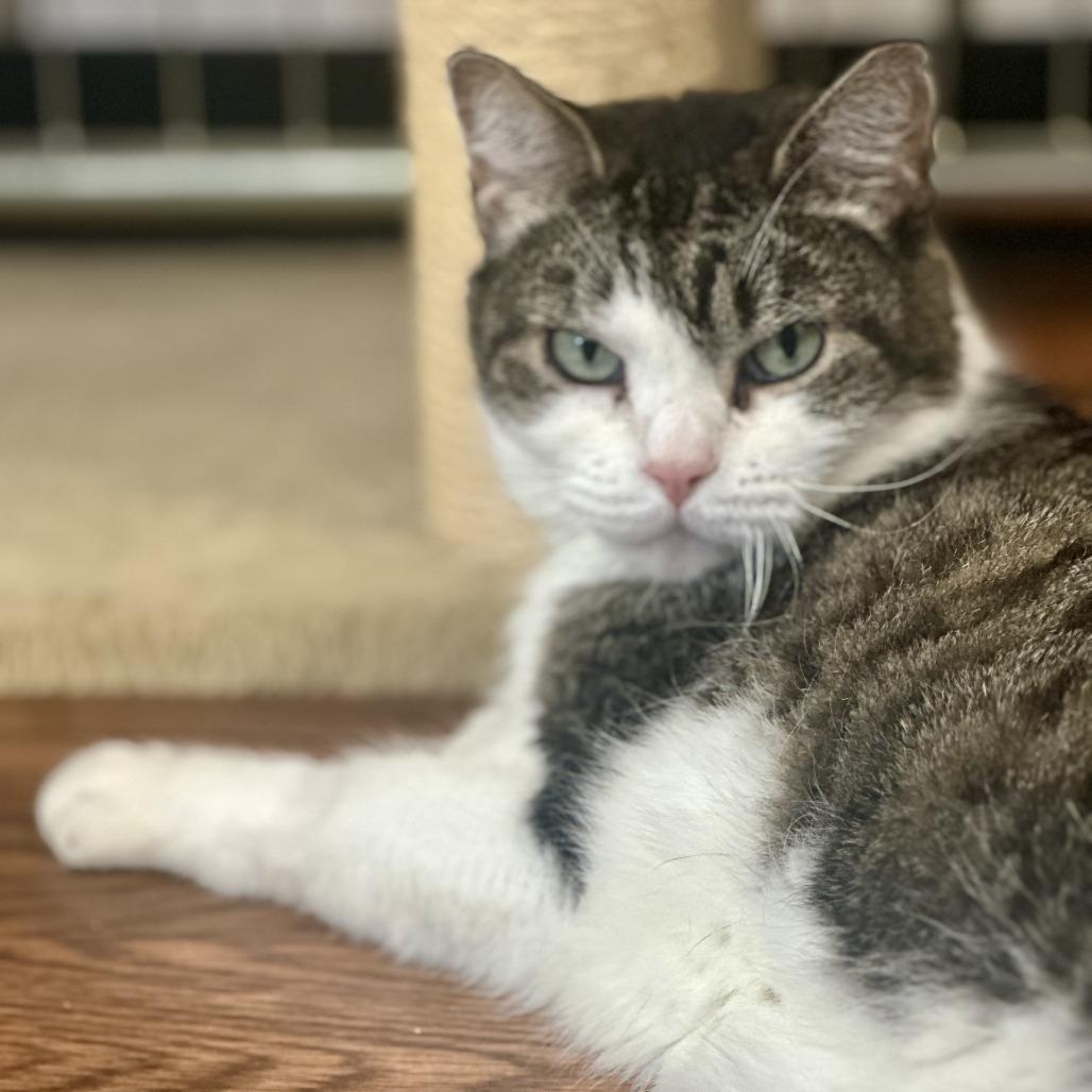 Enlarge Kiki, a Adoptable Domestic Short Hair in Saratoga Springs, NY image 5/6
