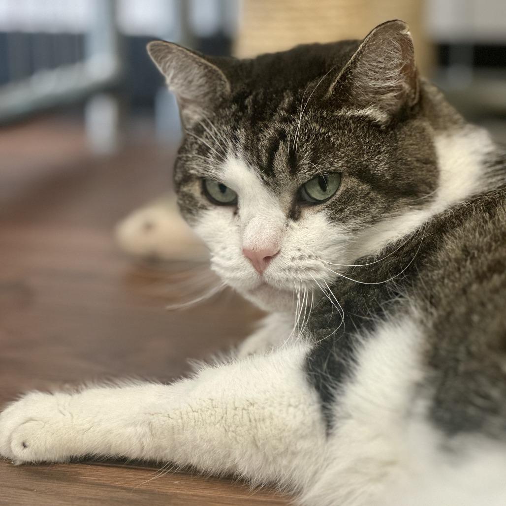 Enlarge Kiki, a Adoptable Domestic Short Hair in Saratoga Springs, NY image 6/6
