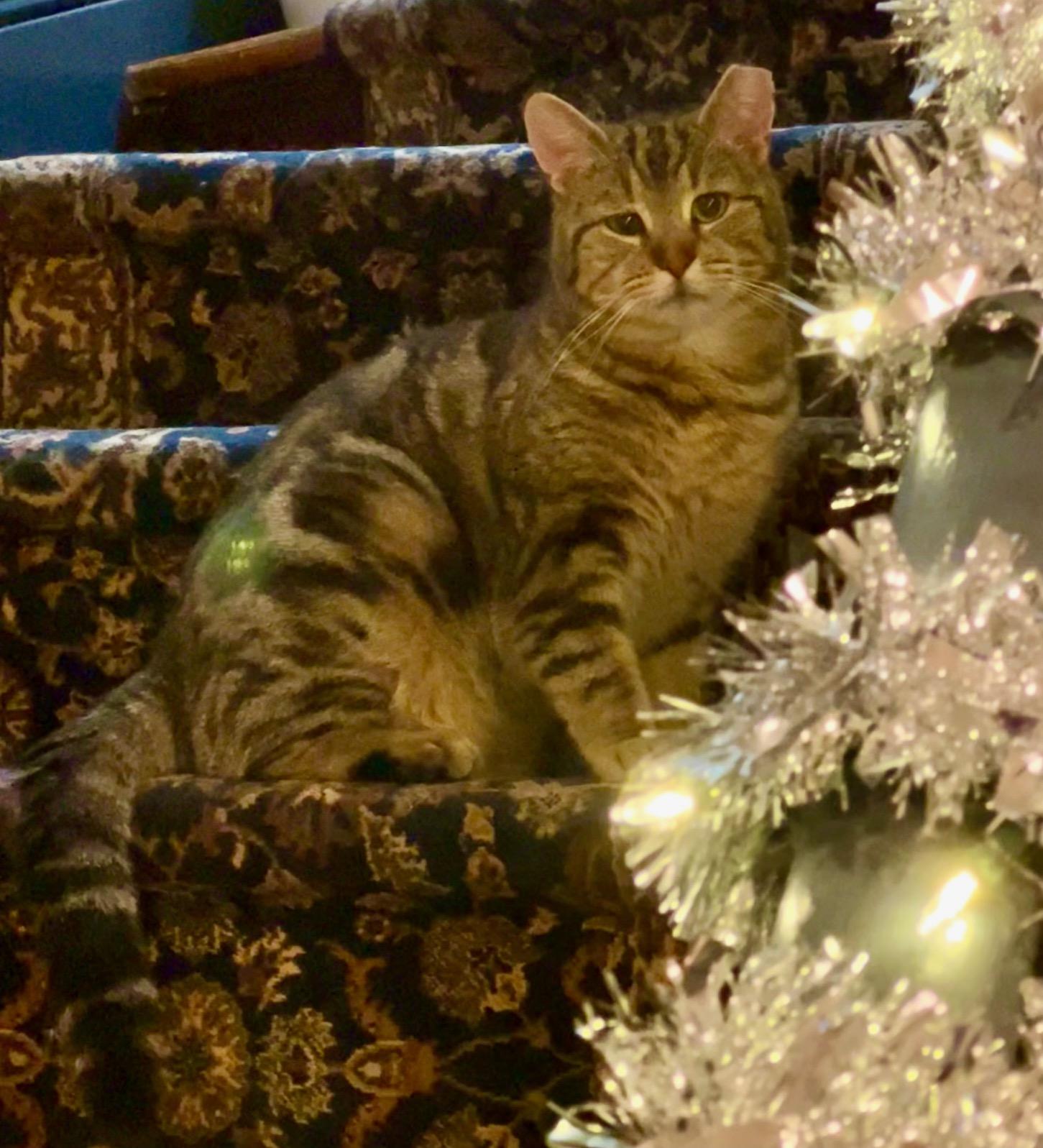 Enlarge Benny, a ADOPTABLE Domestic Short Hair in Jersey City, NJ image 3/4