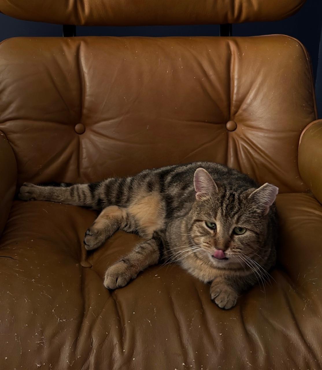 Enlarge Benny, a ADOPTABLE Domestic Short Hair in Jersey City, NJ image 4/4