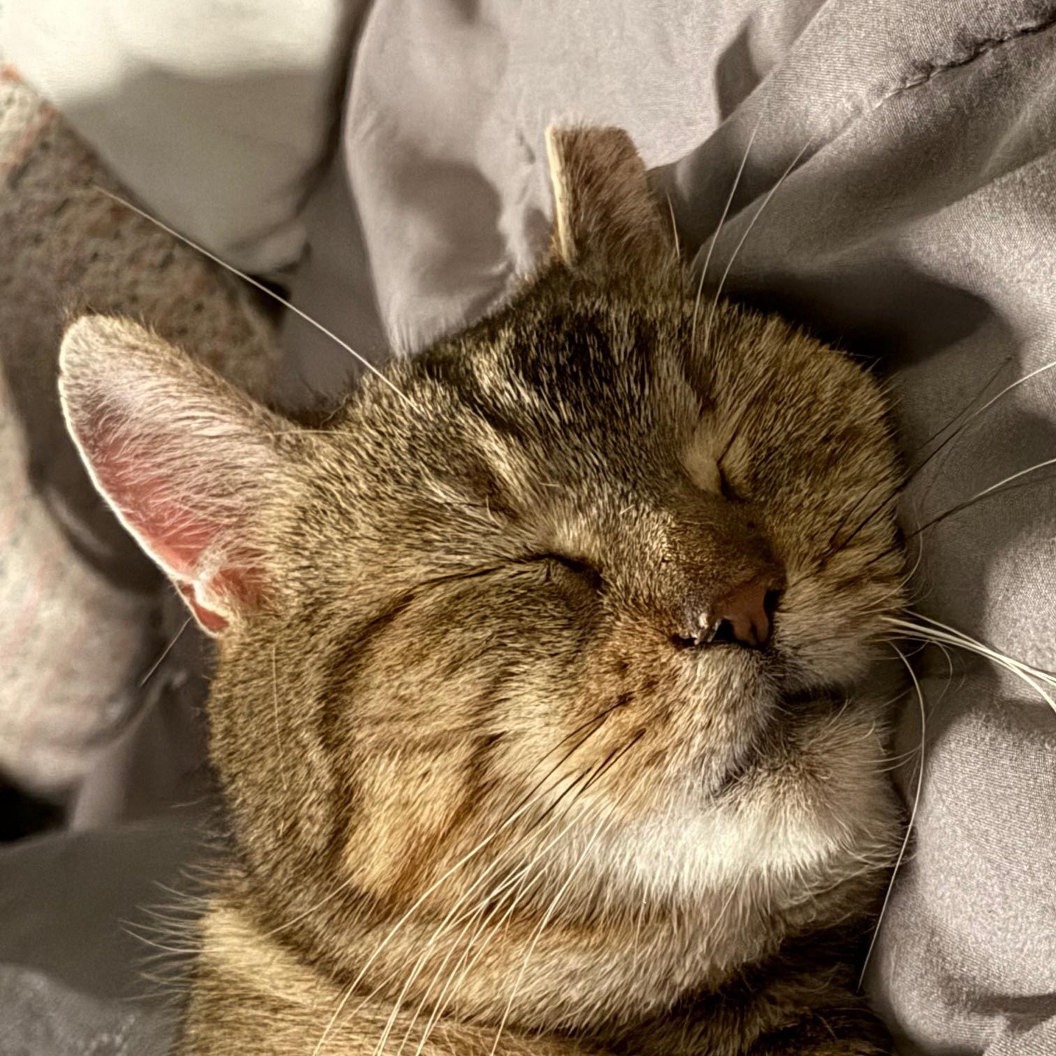 Enlarge Benny, a ADOPTABLE Domestic Short Hair in Jersey City, NJ image 2/4