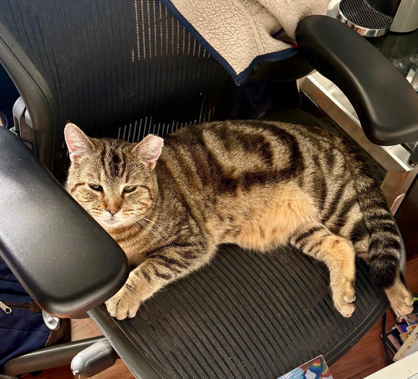 Benny, ADOPTABLE, Adult Male Domestic Short Hair.