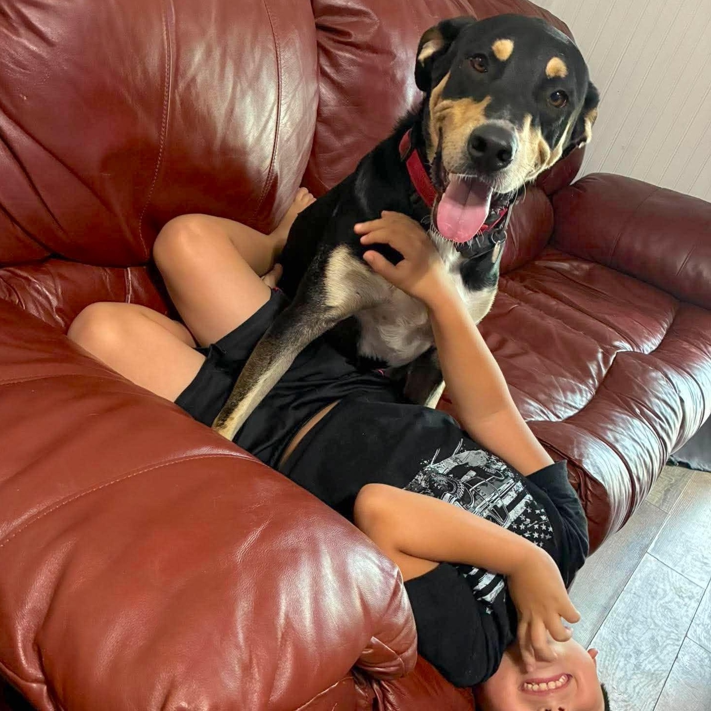 Rico, Adoptable, Adult Male Hound & Retriever.