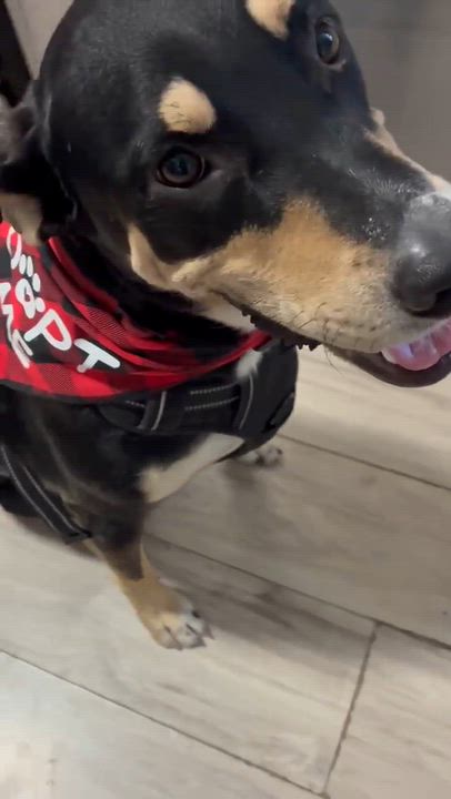 Enlarge Rico, a Adoptable mixed breed in Brattleboro, VT video 5/6