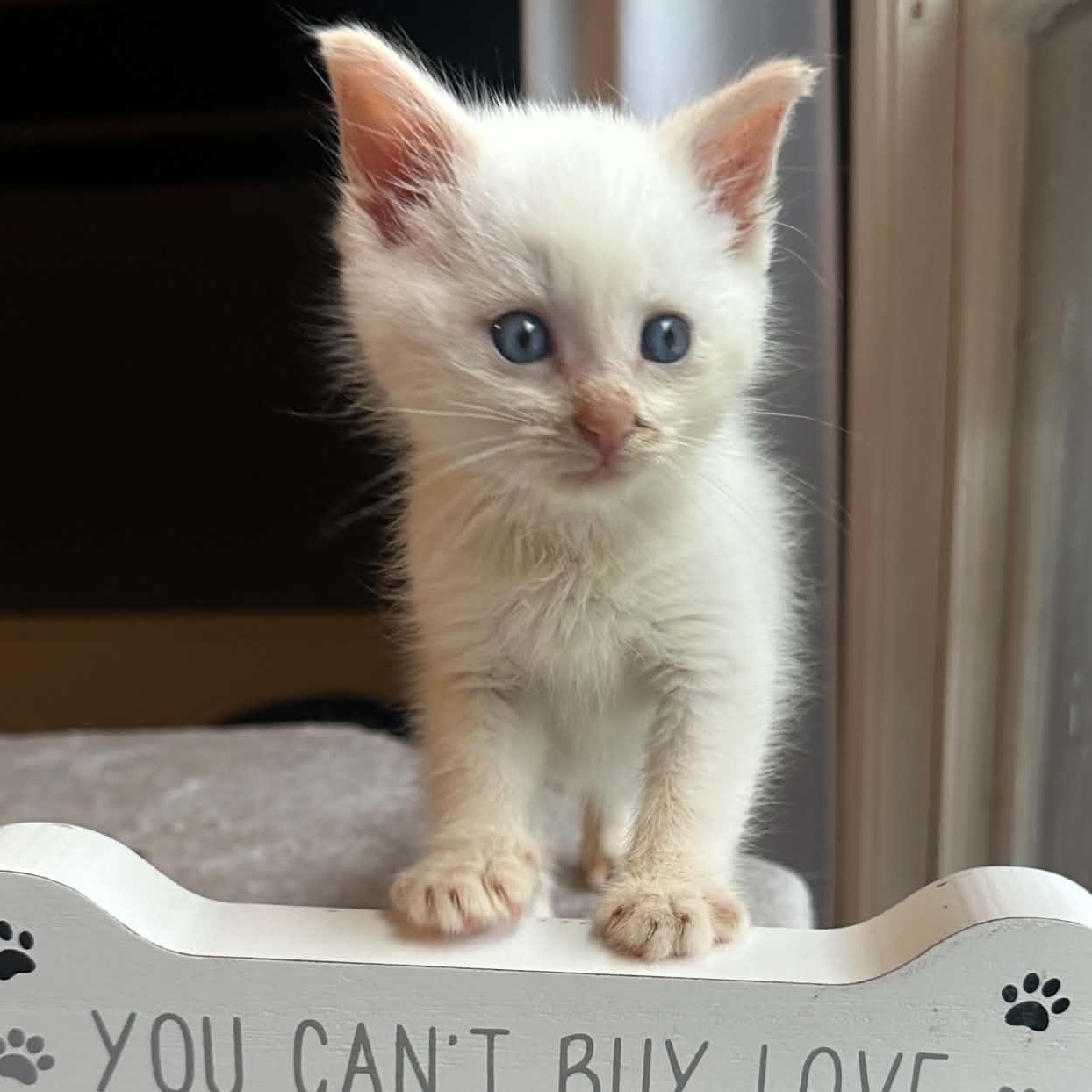 Stay Puft, Adopted, Kitten Male Domestic Short Hair.