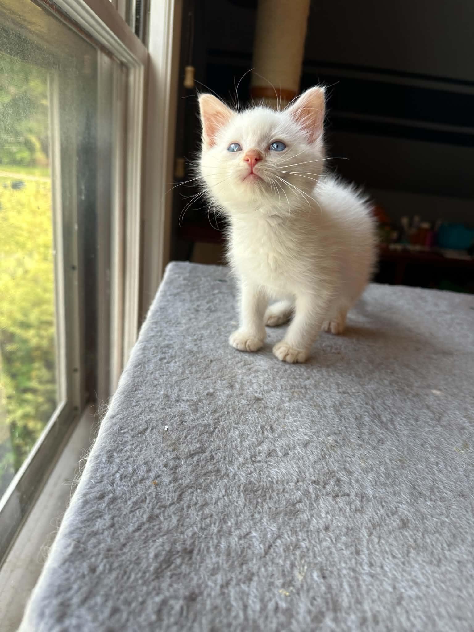 Enlarge Stay Puft, a Adopted Domestic Short Hair in Milwaukee, WI image 3/4