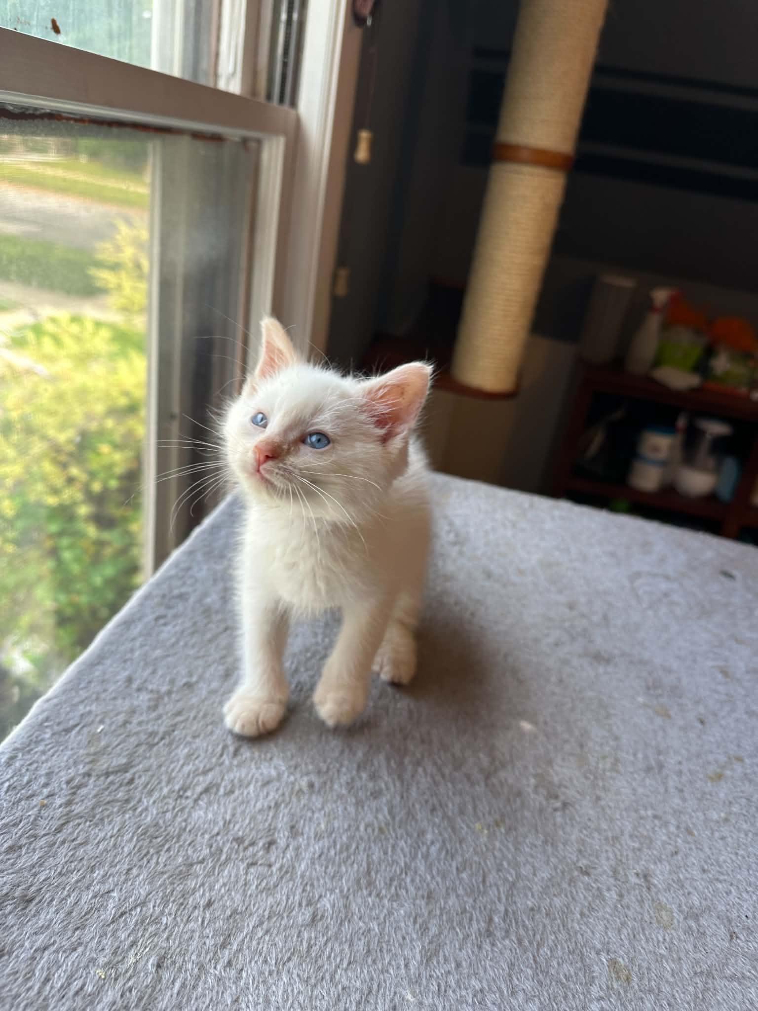 Enlarge Stay Puft, a Adopted Domestic Short Hair in Milwaukee, WI image 4/4