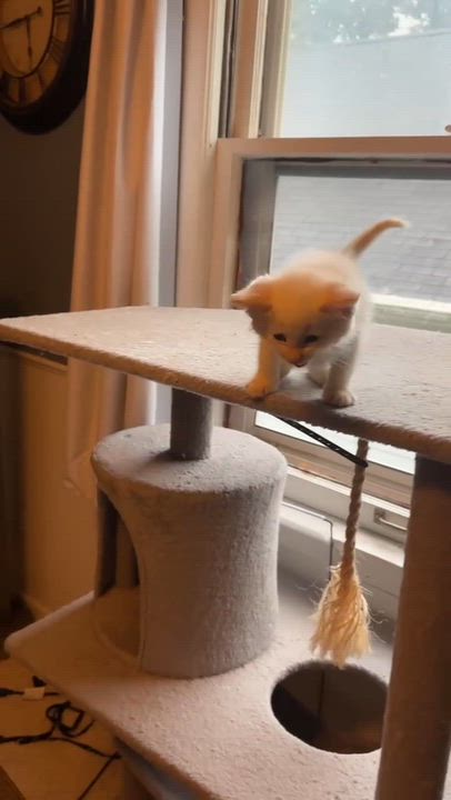 Enlarge Stay Puft, a Adopted Domestic Short Hair in Milwaukee, WI video 2/4