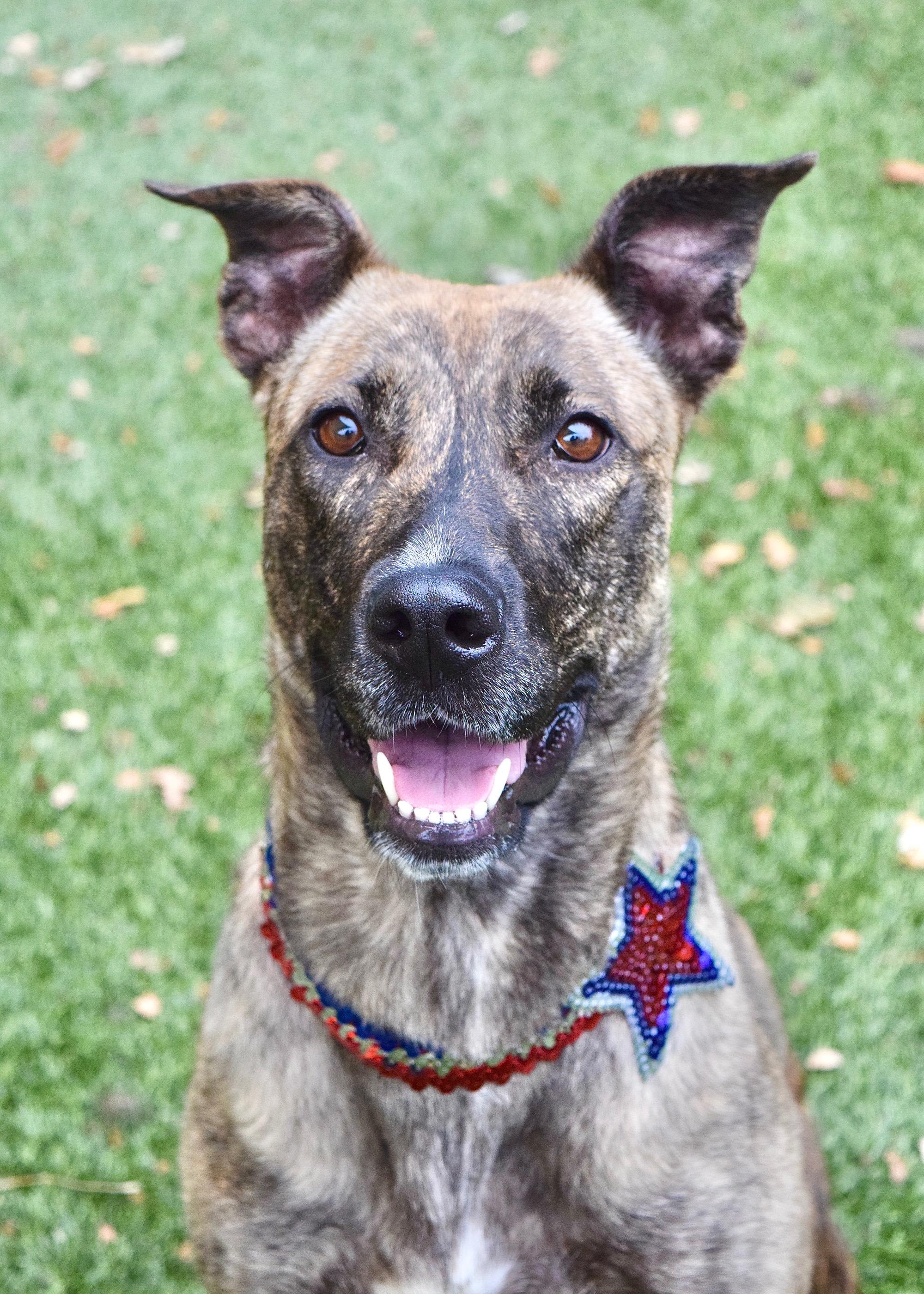 Nutmeg, ADOPTABLE, Young Female Shepherd & Greyhound.