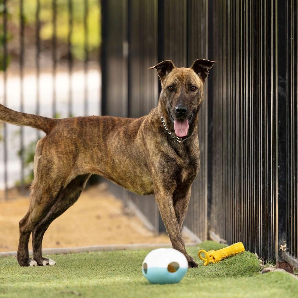Nutmeg, a ADOPTABLE Shepherd in Dublin, CA image 5/6