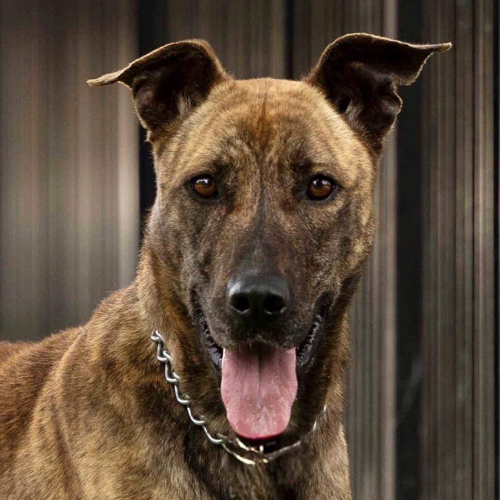 Nutmeg, a ADOPTABLE Shepherd in Dublin, CA image 2/6