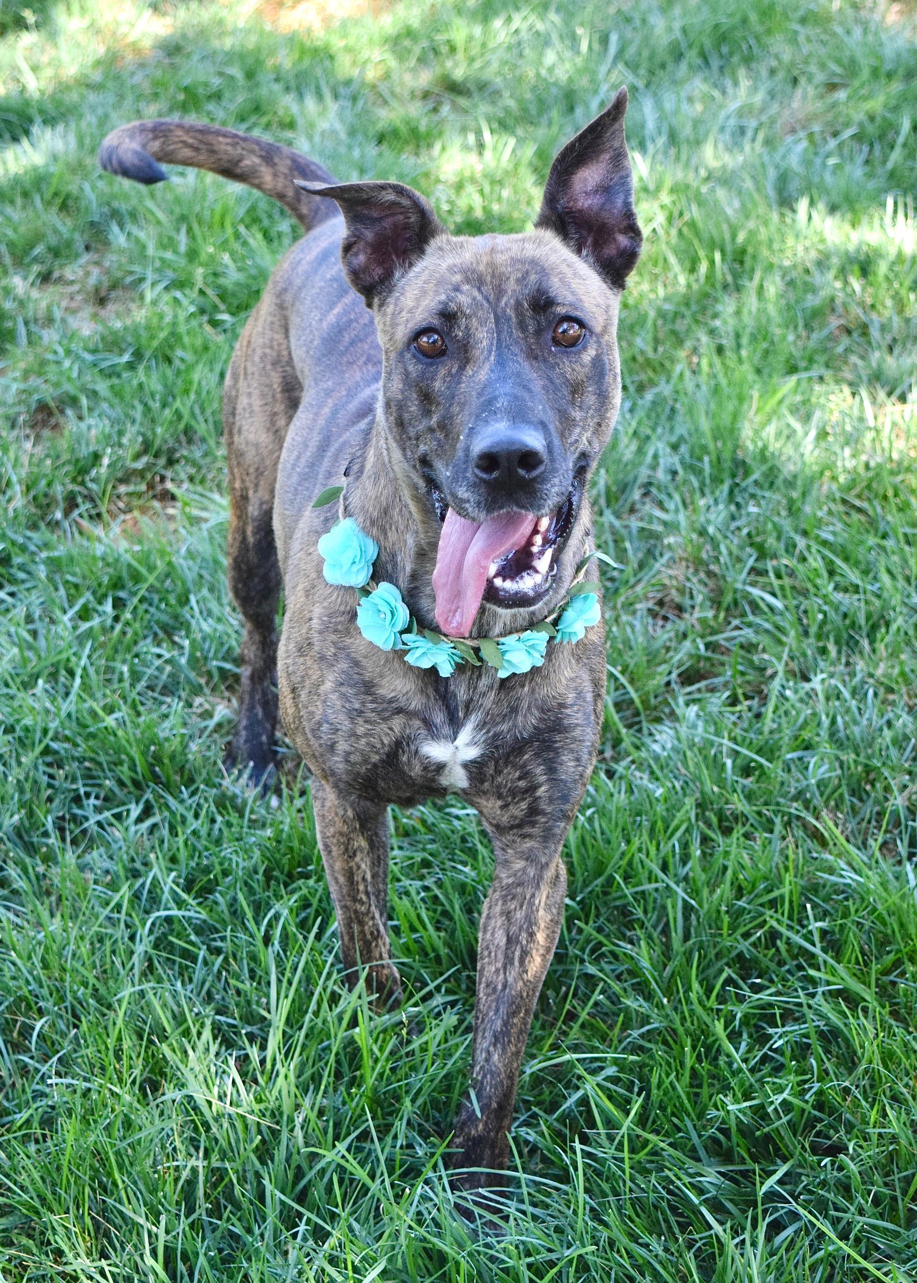 Nutmeg, a ADOPTABLE mixed breed in Dublin, CA image 2/6