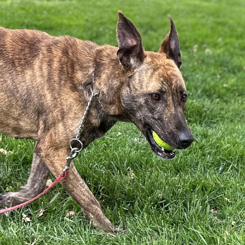 Nutmeg, a ADOPTABLE Shepherd in Dublin, CA image 3/6