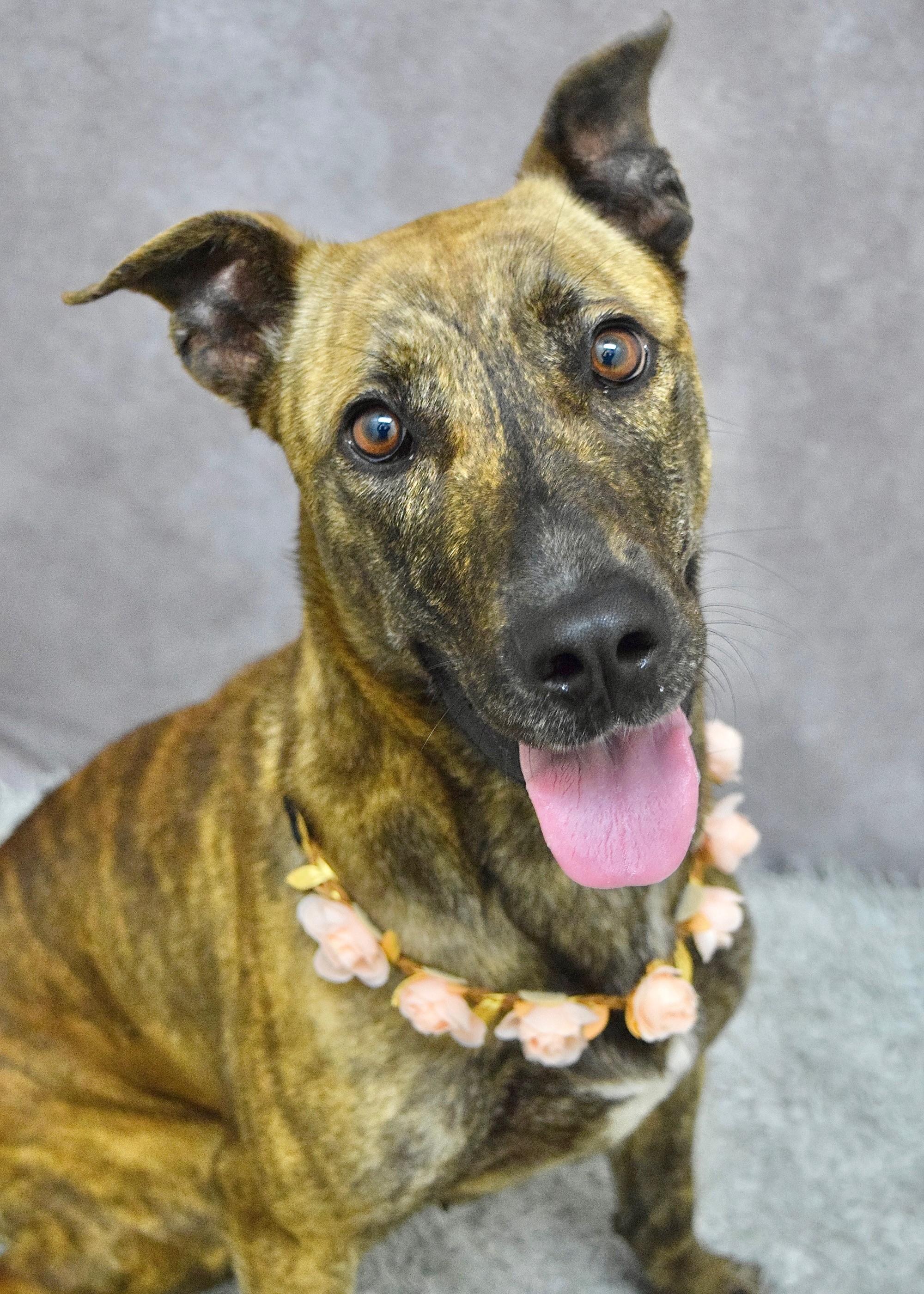 Nutmeg, ADOPTABLE, Young Female Shepherd.