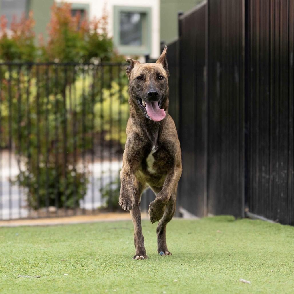 Nutmeg, a ADOPTABLE Shepherd in Dublin, CA image 4/6