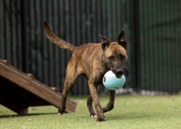 Nutmeg, a ADOPTABLE Shepherd in Dublin, CA image 6/6