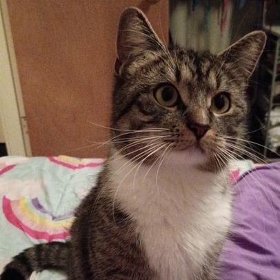 Enlarge Bianca, a ADOPTABLE Domestic Short Hair in west Warwick, RI image 1/3