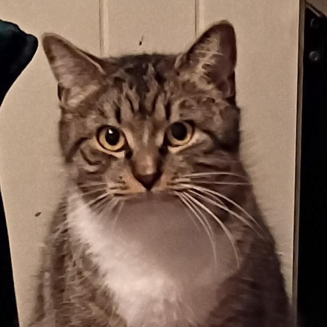 Enlarge Bianca, a ADOPTABLE Domestic Short Hair in west Warwick, RI image 2/3