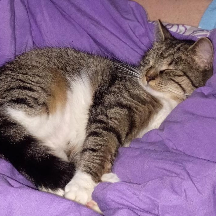 Enlarge Bianca, a ADOPTABLE Domestic Short Hair in west Warwick, RI image 3/3