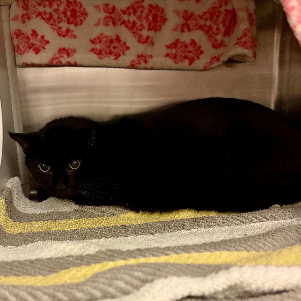 Enlarge Julian, a Adoptable Domestic Short Hair in Council Bluffs, IA image 1/1