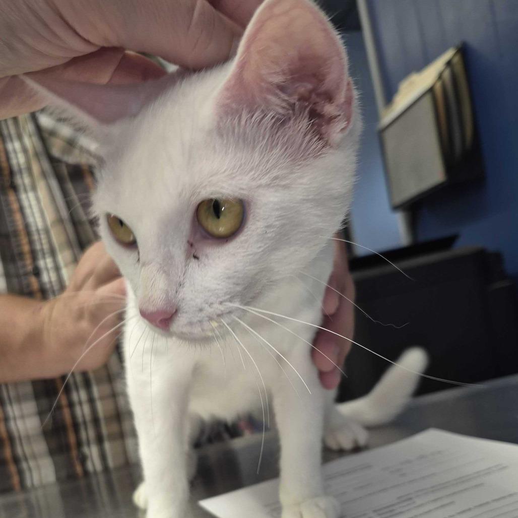 Sugar, Adoptable, Young Female Domestic Short Hair.