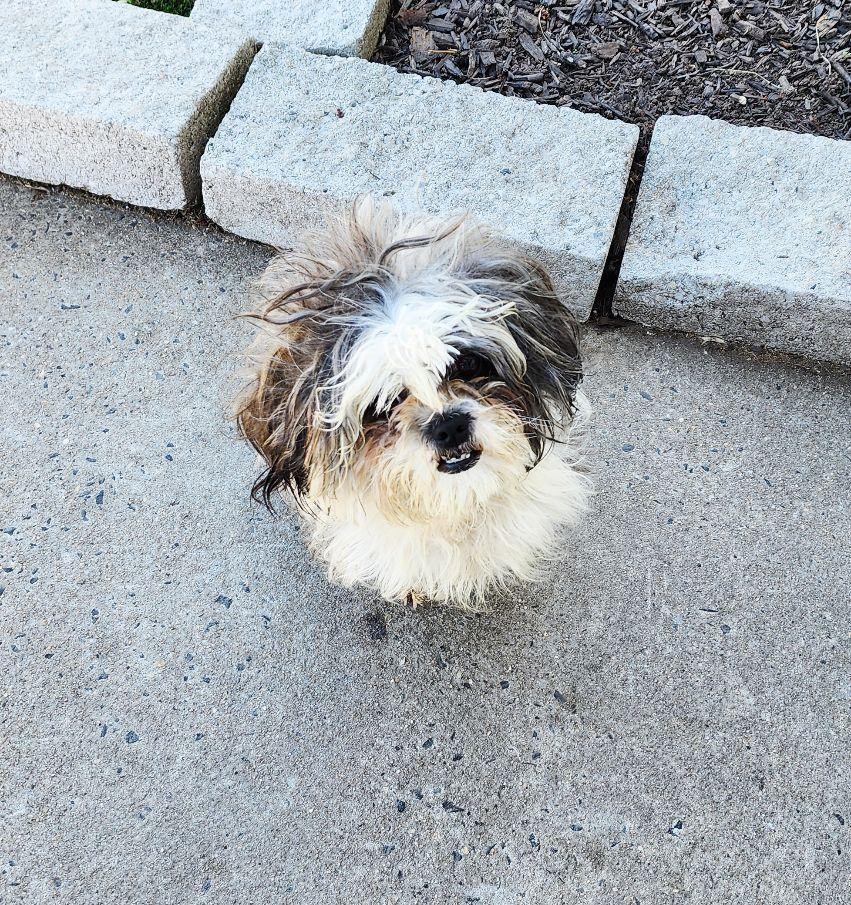 Enlarge Nelly, an adopted Shih Tzu in Perth Amboy, NJ image 1/3