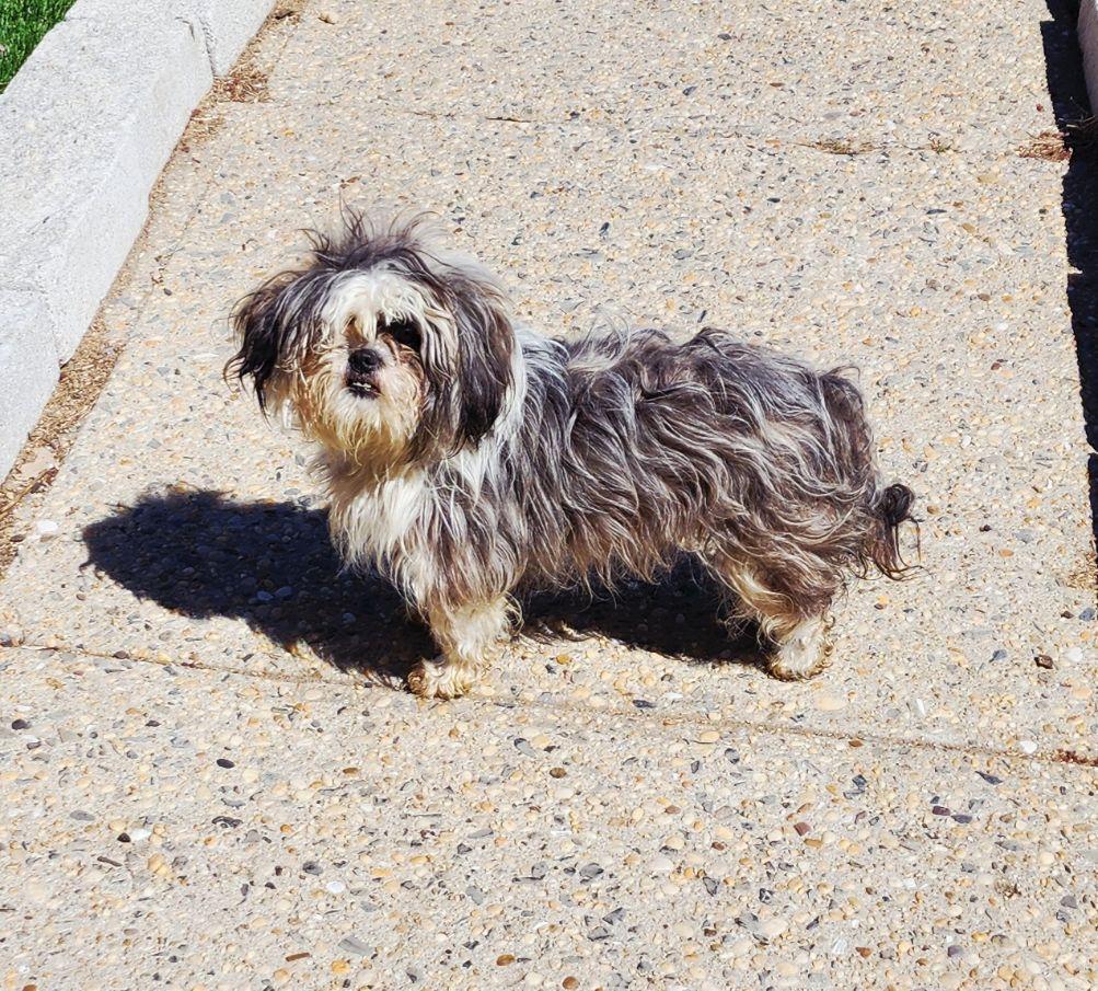 Enlarge Nelly, an adopted Shih Tzu in Perth Amboy, NJ image 3/3