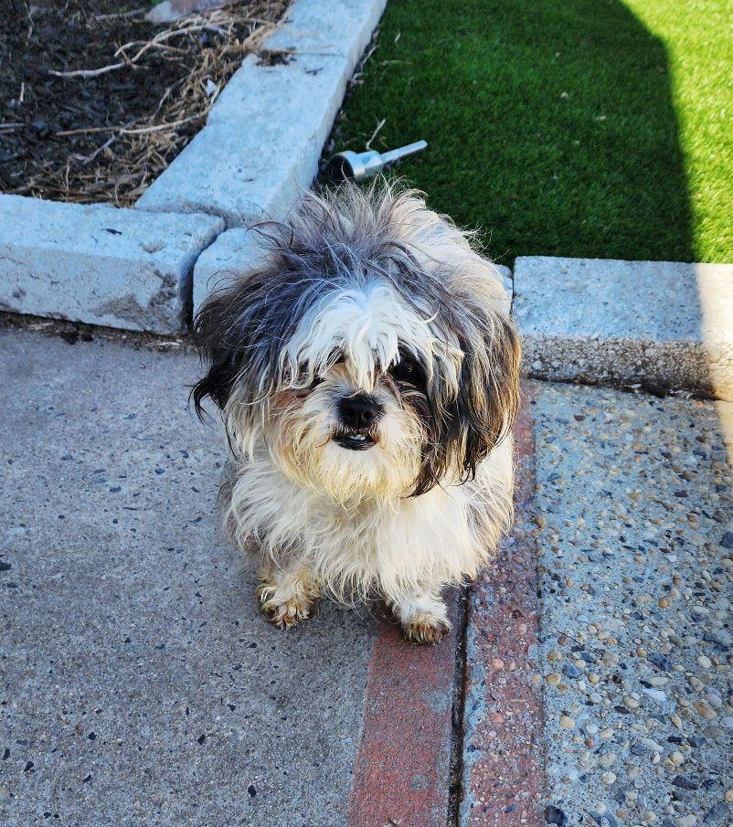 Enlarge Nelly, an adopted Shih Tzu in Perth Amboy, NJ image 2/3