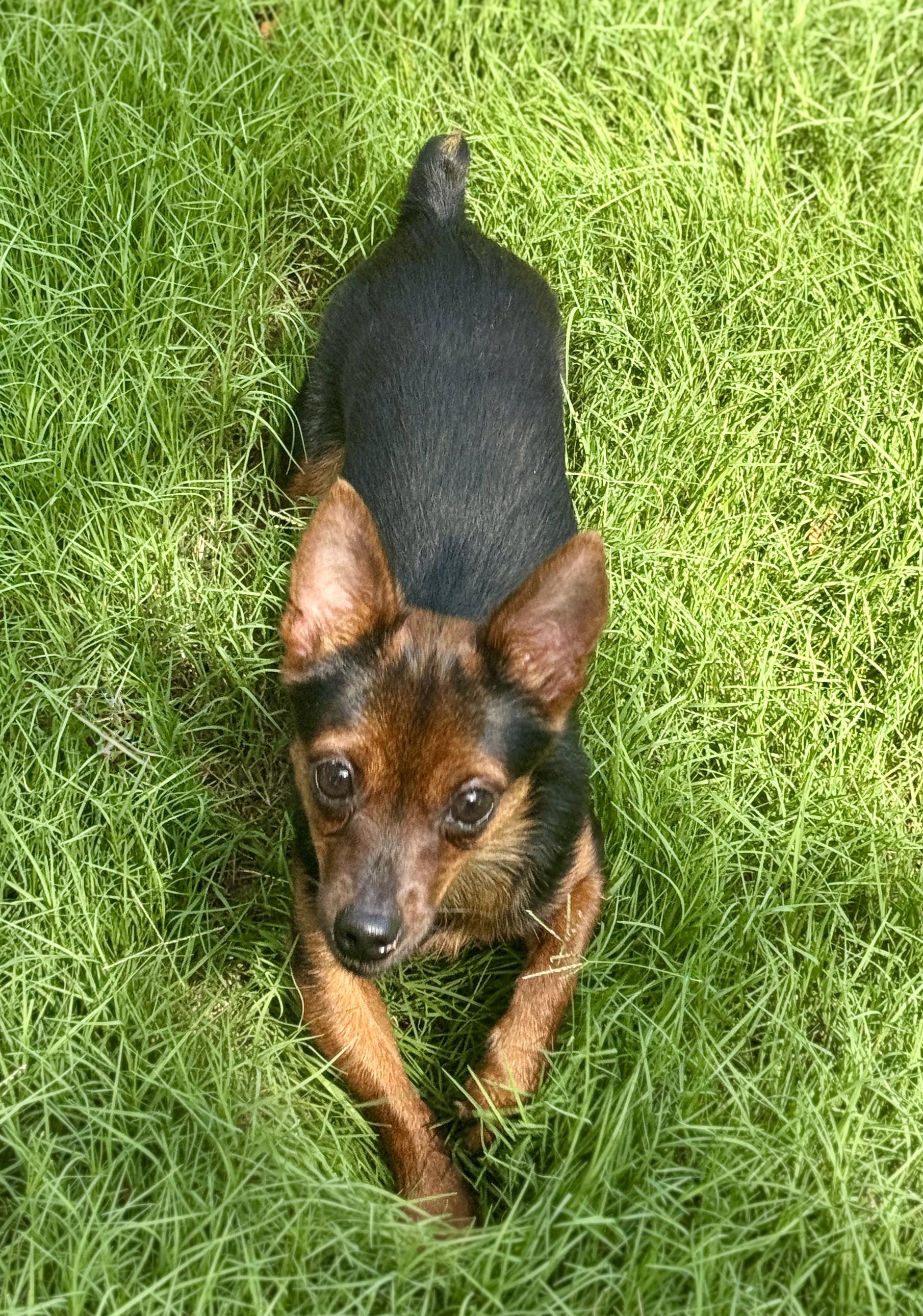 Sprig, an adopted mixed breed in Atlanta, GA image 3/6
