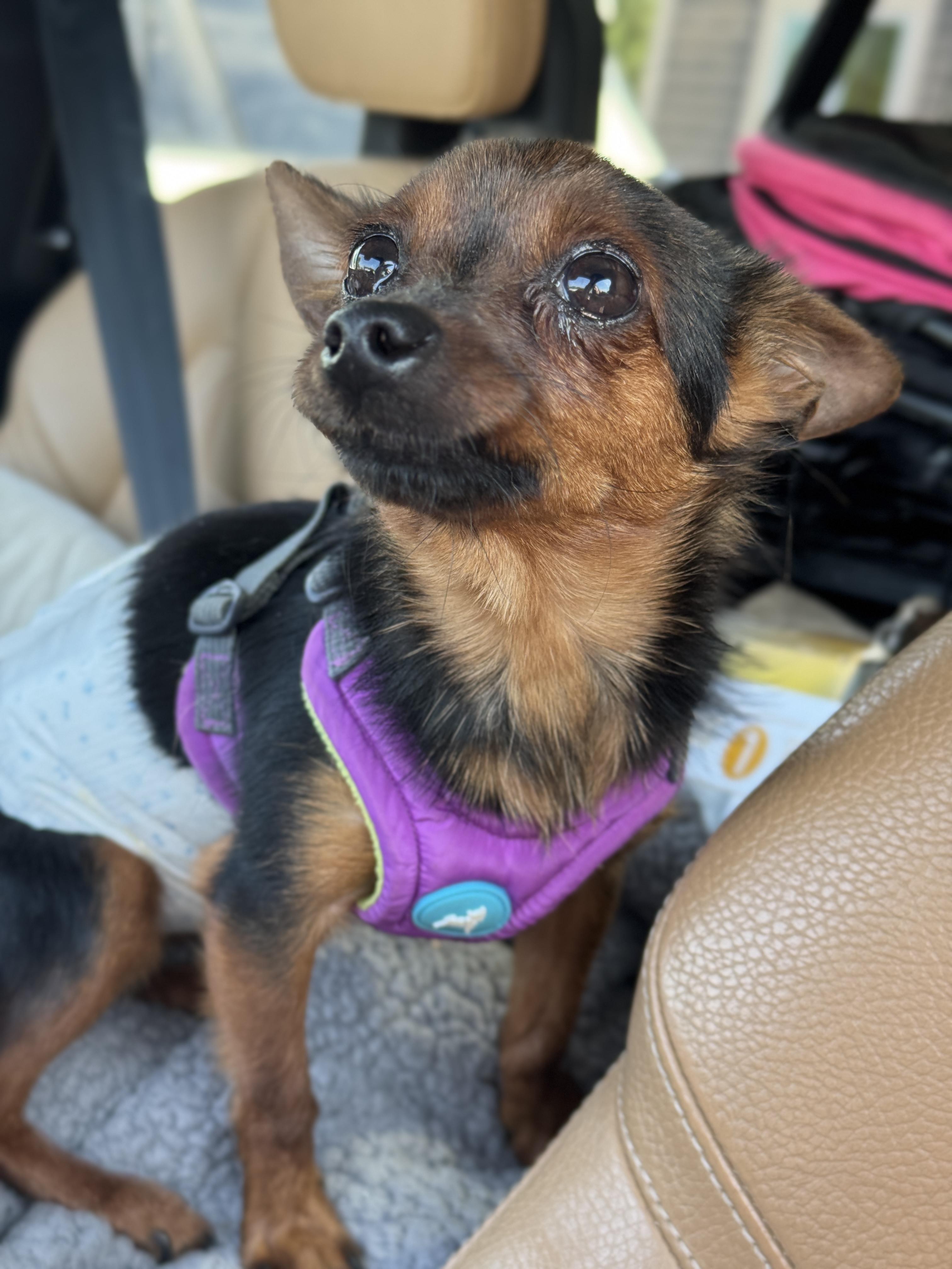 Sprig, an adopted mixed breed in Atlanta, GA image 5/6