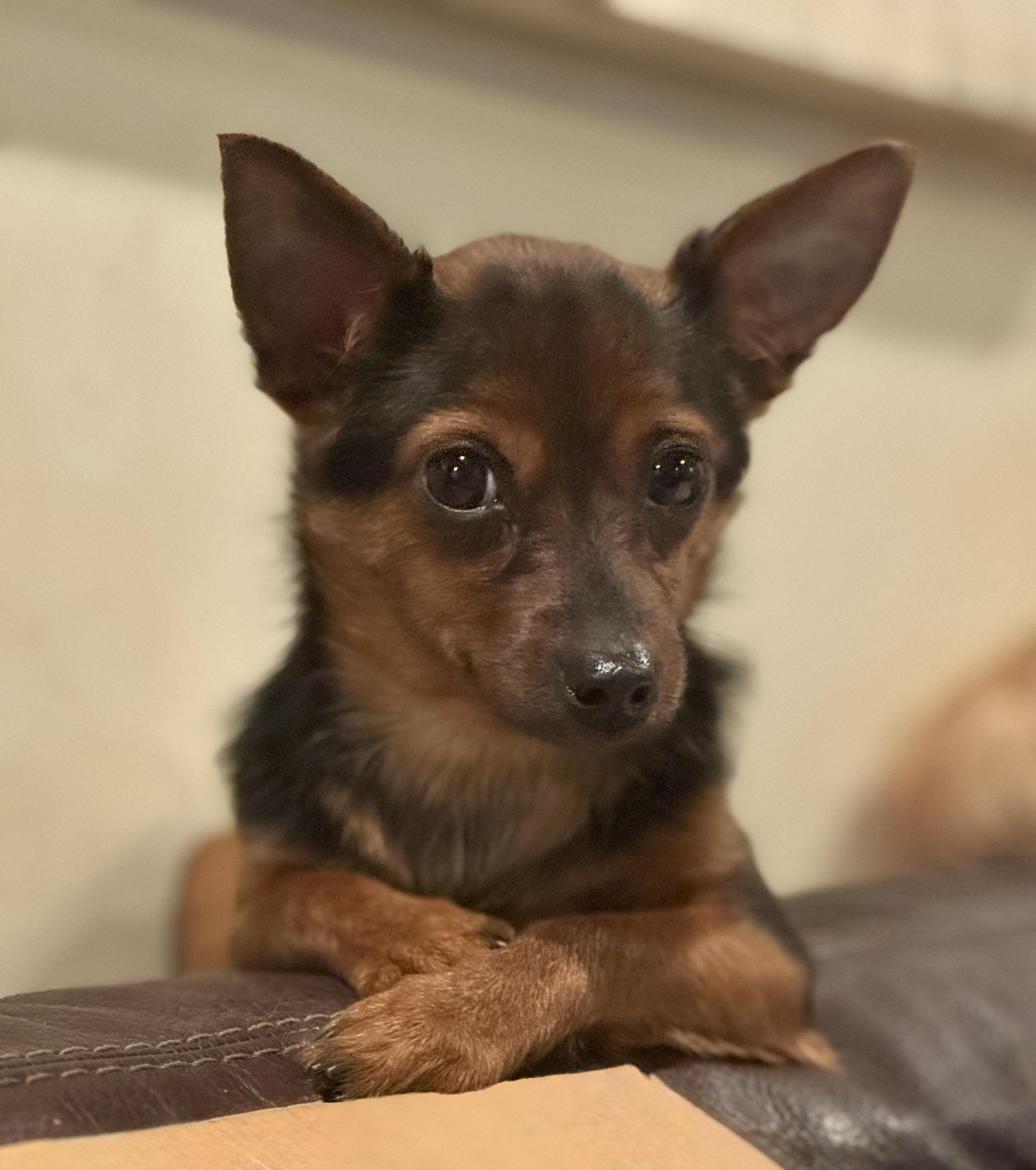 Sprig, an adopted mixed breed in Atlanta, GA image 4/6