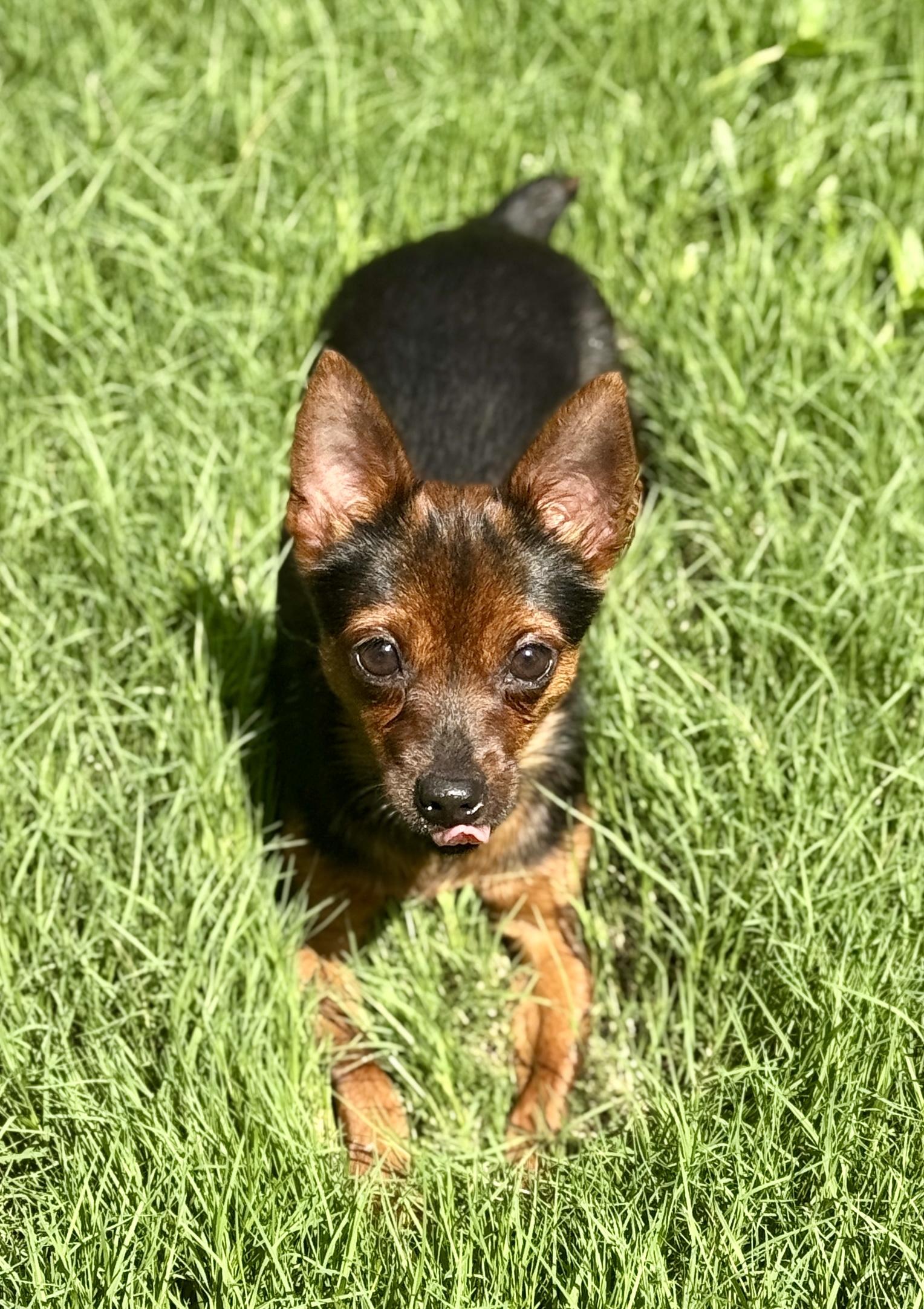 Sprig, an adopted mixed breed in Atlanta, GA image 2/6
