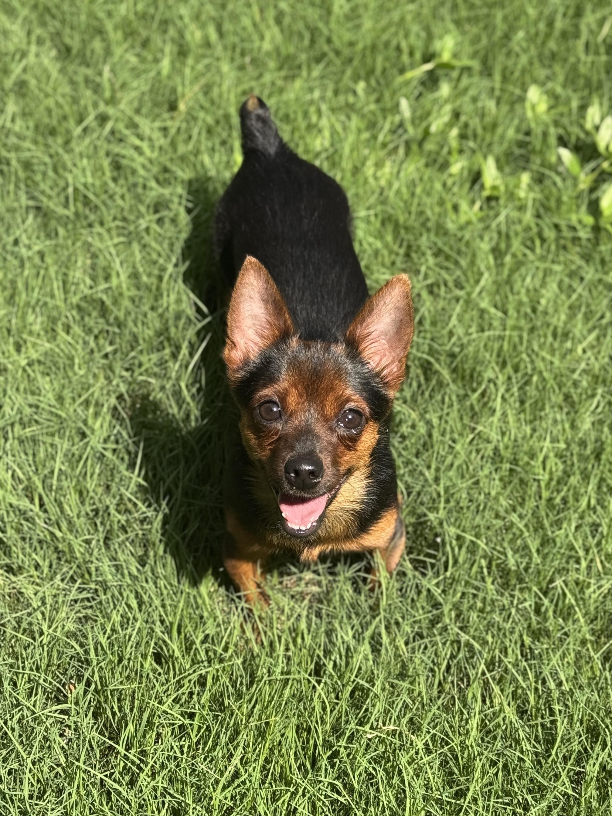 Sprig, adopted, Young Male Chihuahua & Miniature Pinscher.
