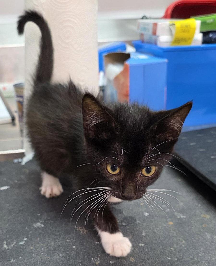 Mae, Adoptable, Young Female Domestic Short Hair.