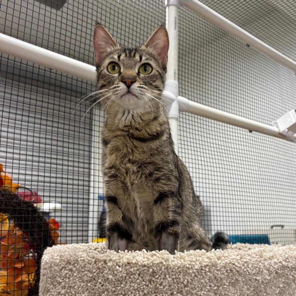 Cindy Lou, Adoptable, Young Female Domestic Short Hair.
