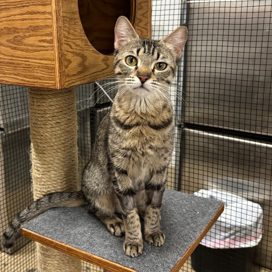 Enlarge Cindy Lou, a Adoptable Domestic Short Hair in Morgan Hill, CA image 2/5