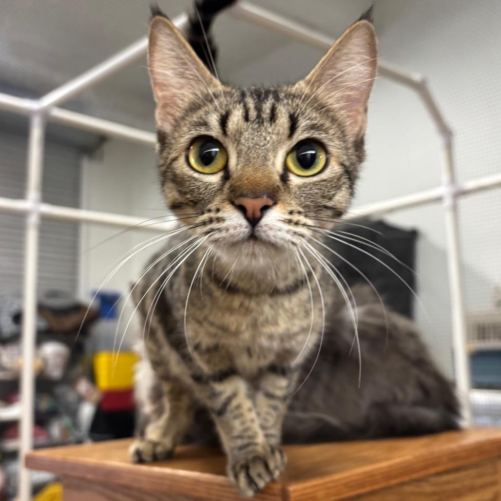 Enlarge Cindy Lou, a Adoptable Domestic Short Hair in Morgan Hill, CA image 3/5