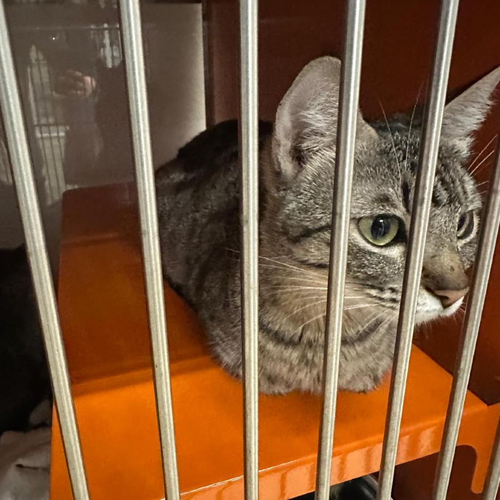 Enlarge Cindy Lou, a Adoptable Domestic Short Hair in Morgan Hill, CA image 4/5