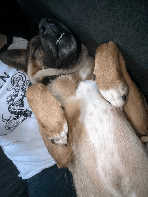 Enlarge Madeline, a Adoptable German Shepherd Dog in Hartford, CT image 3/10