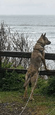 Enlarge Madeline, a Adoptable German Shepherd Dog in Hartford, CT image 5/10