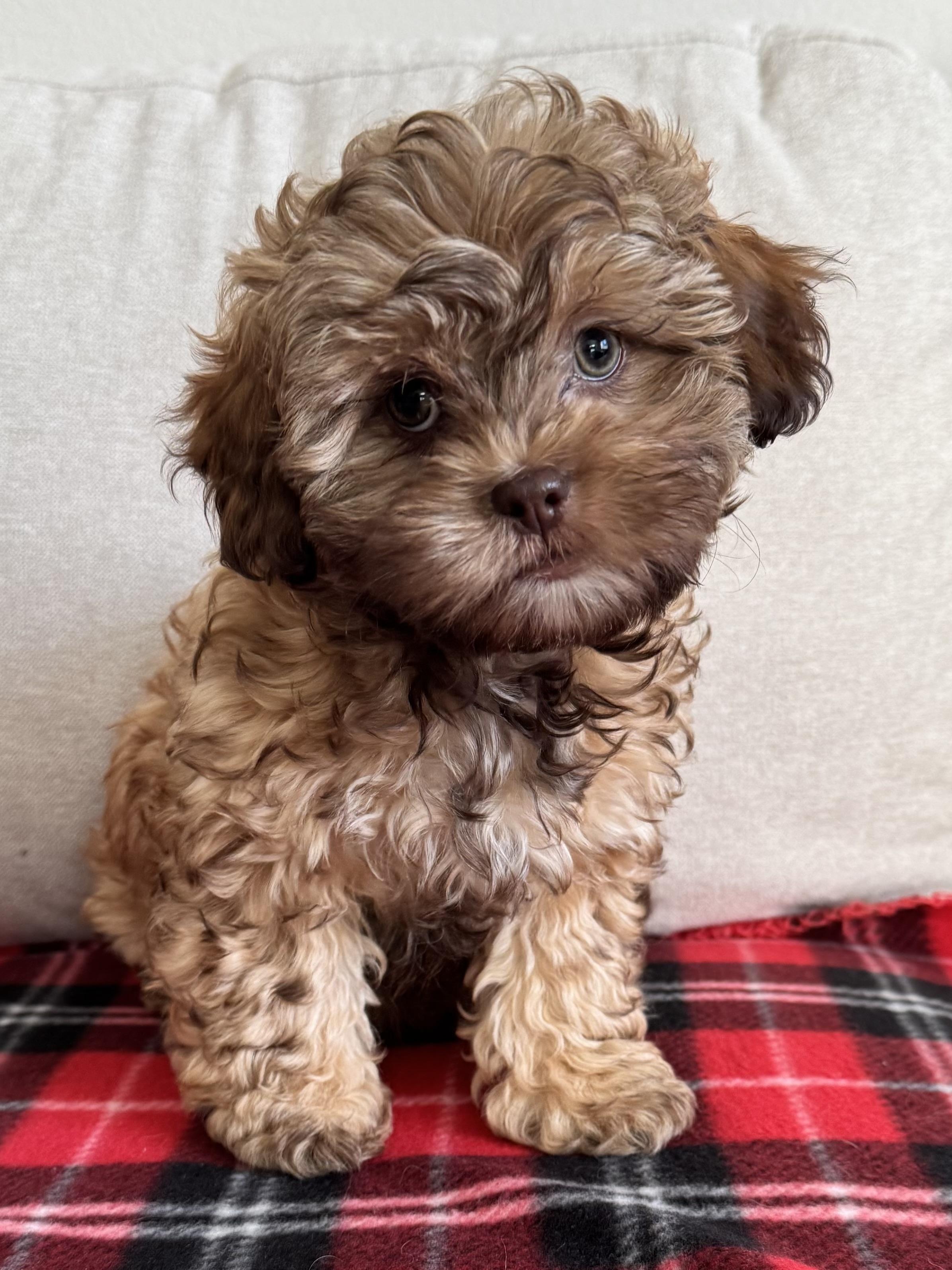 Brookie, Adopted, Young Female Shih Tzu.