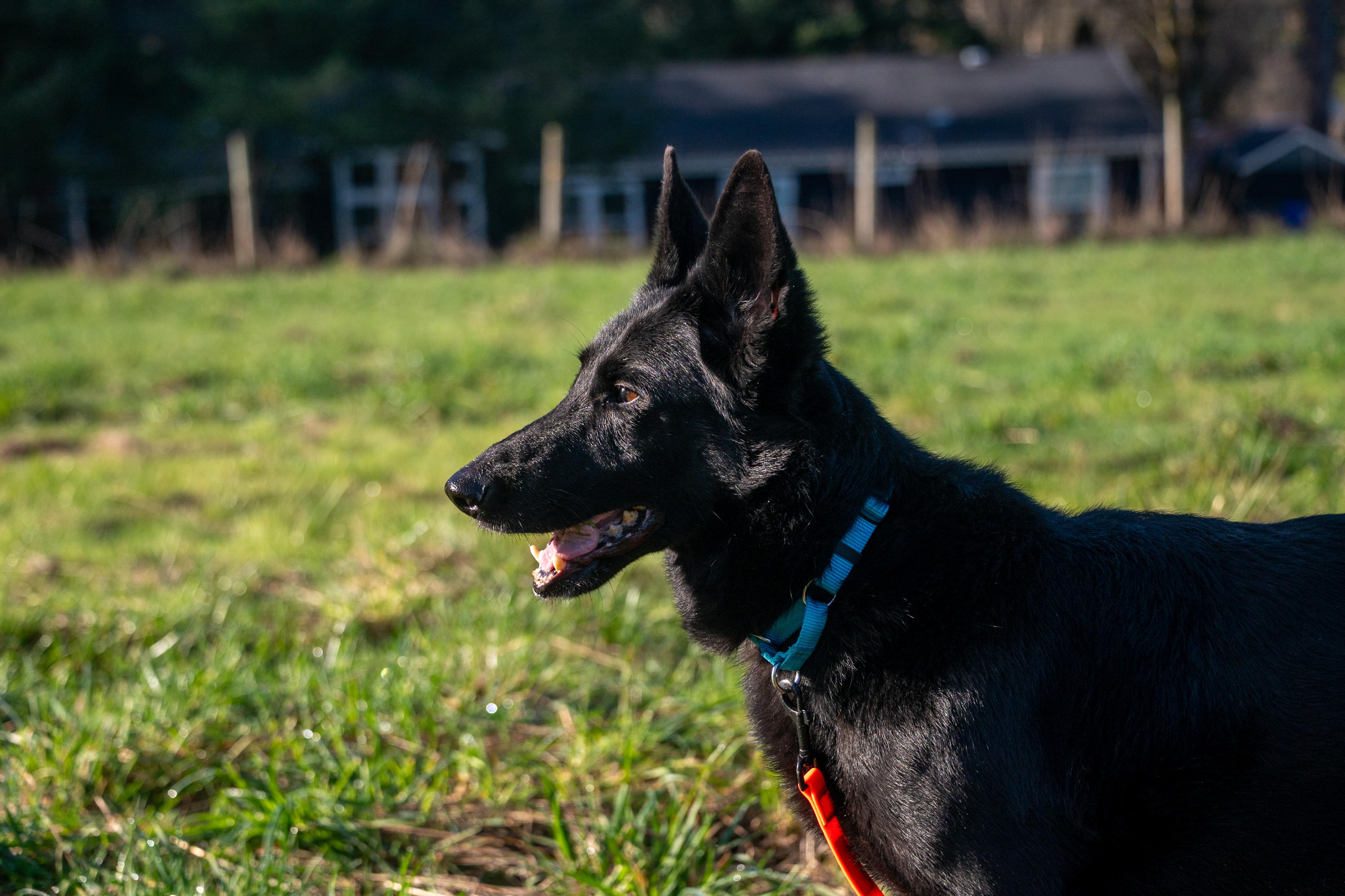 Enlarge JJ, a Adopted German Shepherd Dog in Vancouver, WA image 1/4